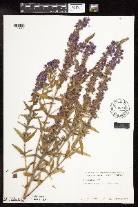 Lythrum salicaria image