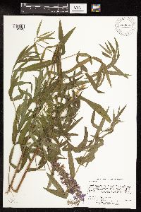 Lythrum salicaria image