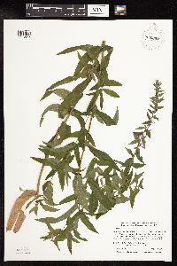 Lythrum salicaria image