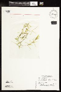 Media resource of Najas flexilis