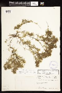 Najas flexilis image