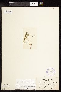 Najas flexilis image