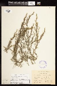 Najas flexilis image