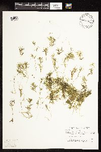 Najas flexilis image