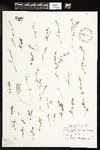 Najas flexilis image