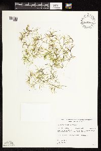 Najas flexilis image