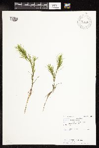 Najas flexilis image