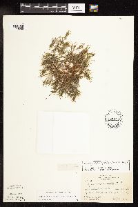 Najas flexilis image