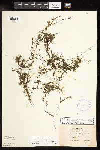 Najas flexilis image