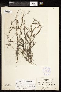 Najas flexilis image