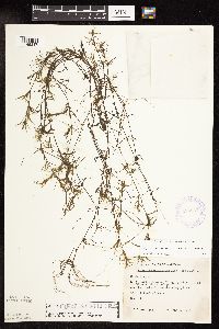 Najas flexilis image