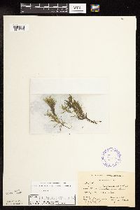 Najas flexilis image