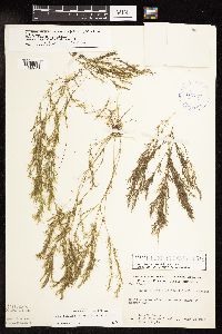 Najas flexilis image