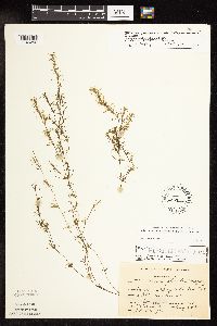 Najas flexilis image