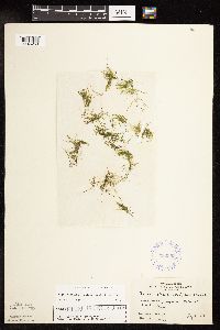 Najas flexilis image
