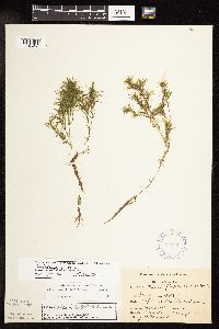 Najas flexilis image