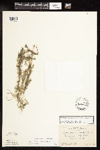 Najas flexilis image