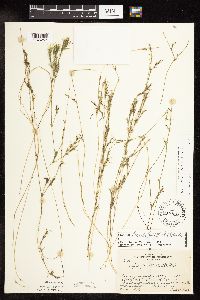 Najas flexilis image