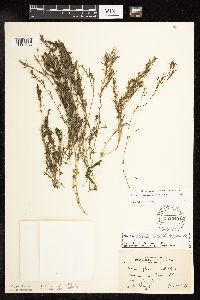 Najas flexilis image