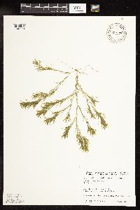 Najas flexilis image