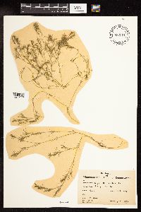 Najas flexilis image