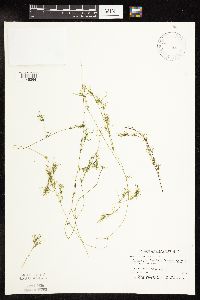 Najas flexilis image