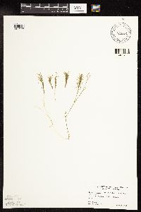 Najas flexilis image