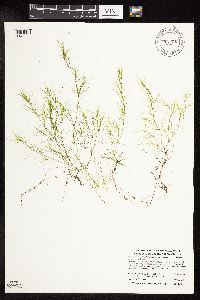 Scutellaria lateriflora image