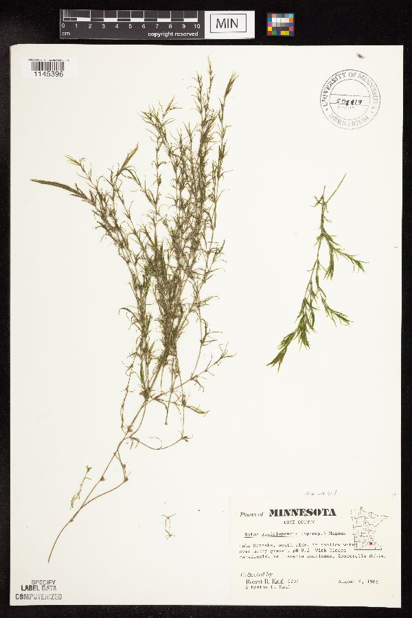 Najas guadalupensis image