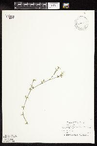 Najas guadalupensis image