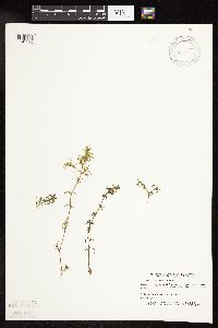 Najas guadalupensis image