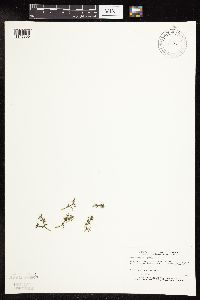 Najas guadalupensis image