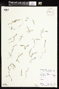 Najas guadalupensis image