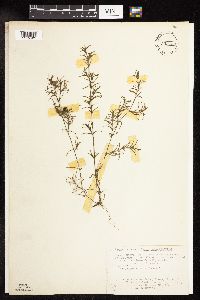 Najas guadalupensis image