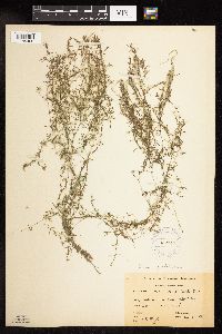 Najas guadalupensis image