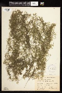 Najas guadalupensis image