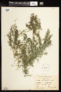 Najas guadalupensis image