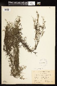 Najas guadalupensis image