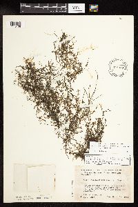 Media resource of Najas guadalupensis