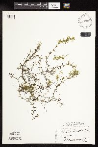 Najas guadalupensis image