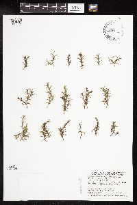 Najas guadalupensis image