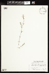 Najas guadalupensis image