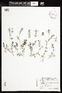 Najas guadalupensis image