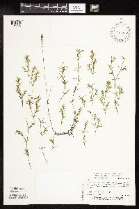 Najas guadalupensis image