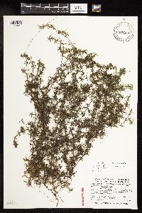 Najas guadalupensis image