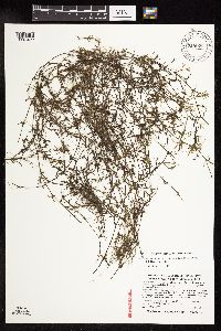 Najas guadalupensis image