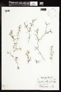 Najas guadalupensis image