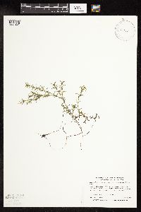 Najas guadalupensis image