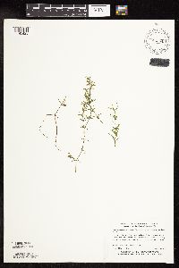 Najas guadalupensis image