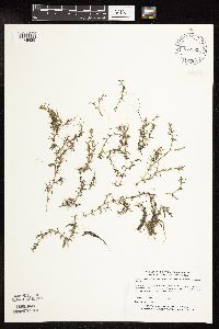 Najas guadalupensis image